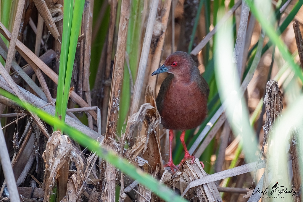 Ruddy-breasted Crake